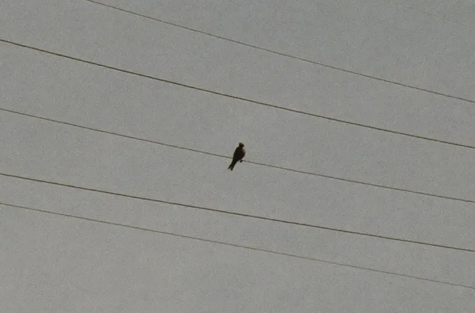Five telephone wires strung between two weathered wooden poles under a flat overcast sky, with one small bird perched on a wire.
